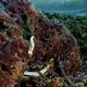Illustration for article titled Deadly Worms and Ravenous Sea Stars Engage in a Monster Feeding Frenzy